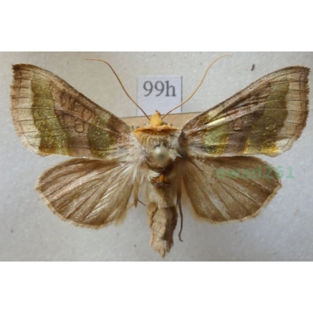 Diachrysia chrysitis (Linnaeus, 1758) Błyszczka spiżówka Czech99h